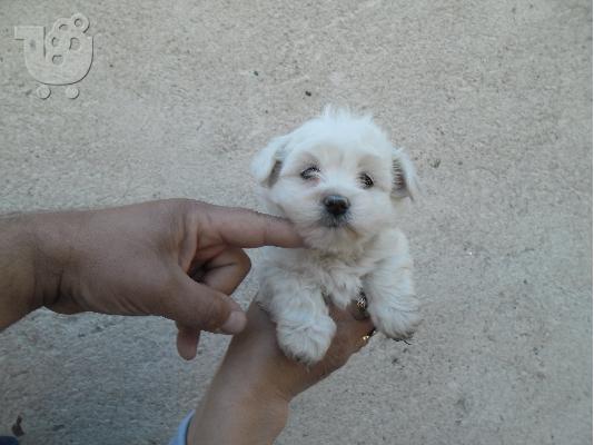 PoulaTo: MALTEZ=TOY
